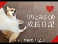 【三山ひろし】愛犬リリとみるくの成長日記