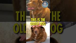 Oldest Dog in The World.  #OldestDog #BOBI #WTOWorldRecord #WorldTalentOrganization #DogLovers