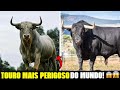 Conheça A RAÇA MIURA, animal MITOLÓGICO mais BRAVO DO MUNDO! #fazendaeboi