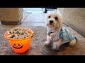 PUPPY GOES TRICK OR TREATING FOR THE FIRST TIME!! (HALLOWEEN CANDY FUN IN PUPPY COSTUME)