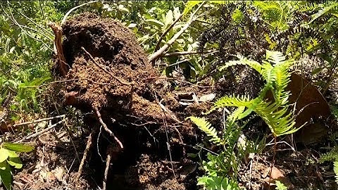 Cận Cảnh Đào Cây Sim Rừng Close-up of Forest Myrtle Digging (YES QN)