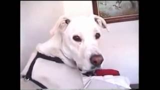 Smart Busta Dog Trying to Act