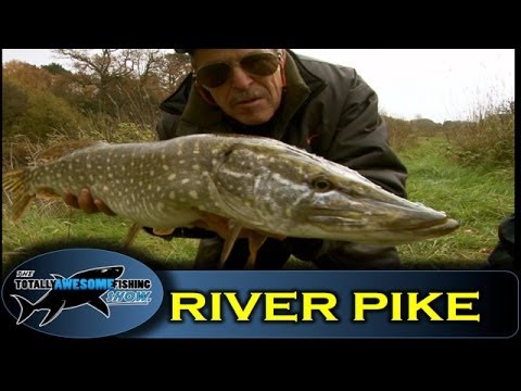 Video: Cách Bắt Pike Bằng Mồi Sống