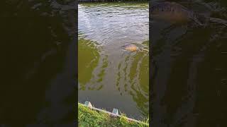 Mooie spiegelkarper gevangen op de korst. #spiegelkarper #karpervissen #fishing #schubkarper #carp