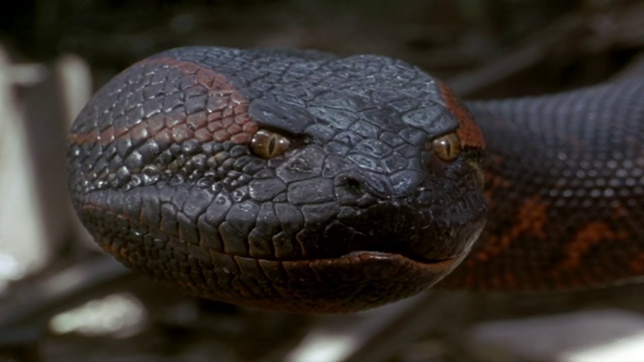 Сколько метров змея. Анаконда змея. Самая большая змея в мире Анаконда.