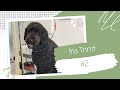 STANDAARD LABRADOODLE KRIJGT EEN BEURT IN TRIMSALON || #2