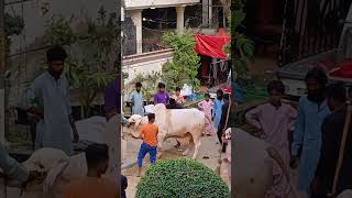 Qurbani Time Allah  Qurbani Karayameen