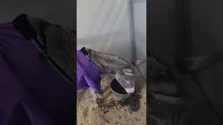 Should I Blanket My Donkey?