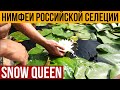 Нимфеи Российской селекции. Сорт Snow Queen. Вотерлилия.ру