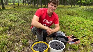 Picking 35 Liters Of Wild Blueberries In 6 Hours