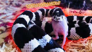 This video shows my new cal king eating a fuzzy mouse. he eats two
fuzzies every five days. also, keep in mind that although it is
recommended, i do not feed...