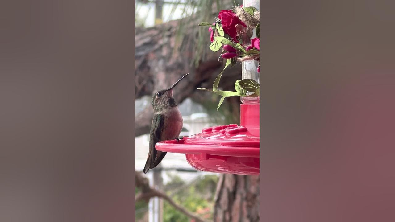 What Do Hummingbirds Sound Like with No Music? YouTube