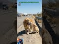 Danger Alert! Lost Pups in Traffic Can You Help?🆘😭|#Shorts #Rescue #funny #Oyo #pets #cute #dog #fyp