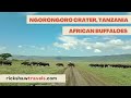 African buffaloes crossing  ngorongoro conservation area tanzania  rickshaw travel group