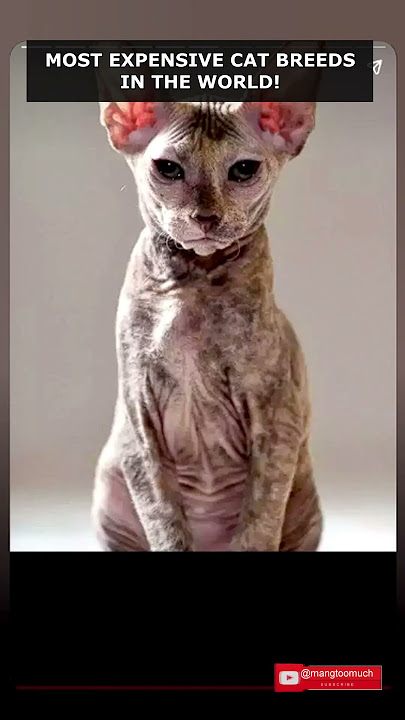 Most expensive cat breeds in the world!  #shorts