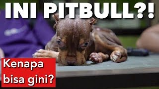 ANDAI PITBULL INI BISA BICARA  PITBULL YG MEMPRIHATINKAN