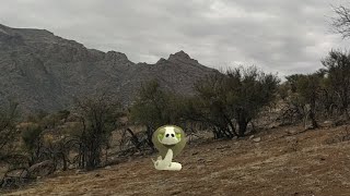 Viajé a Los Andes para registrar a Silicobra en su habitad 