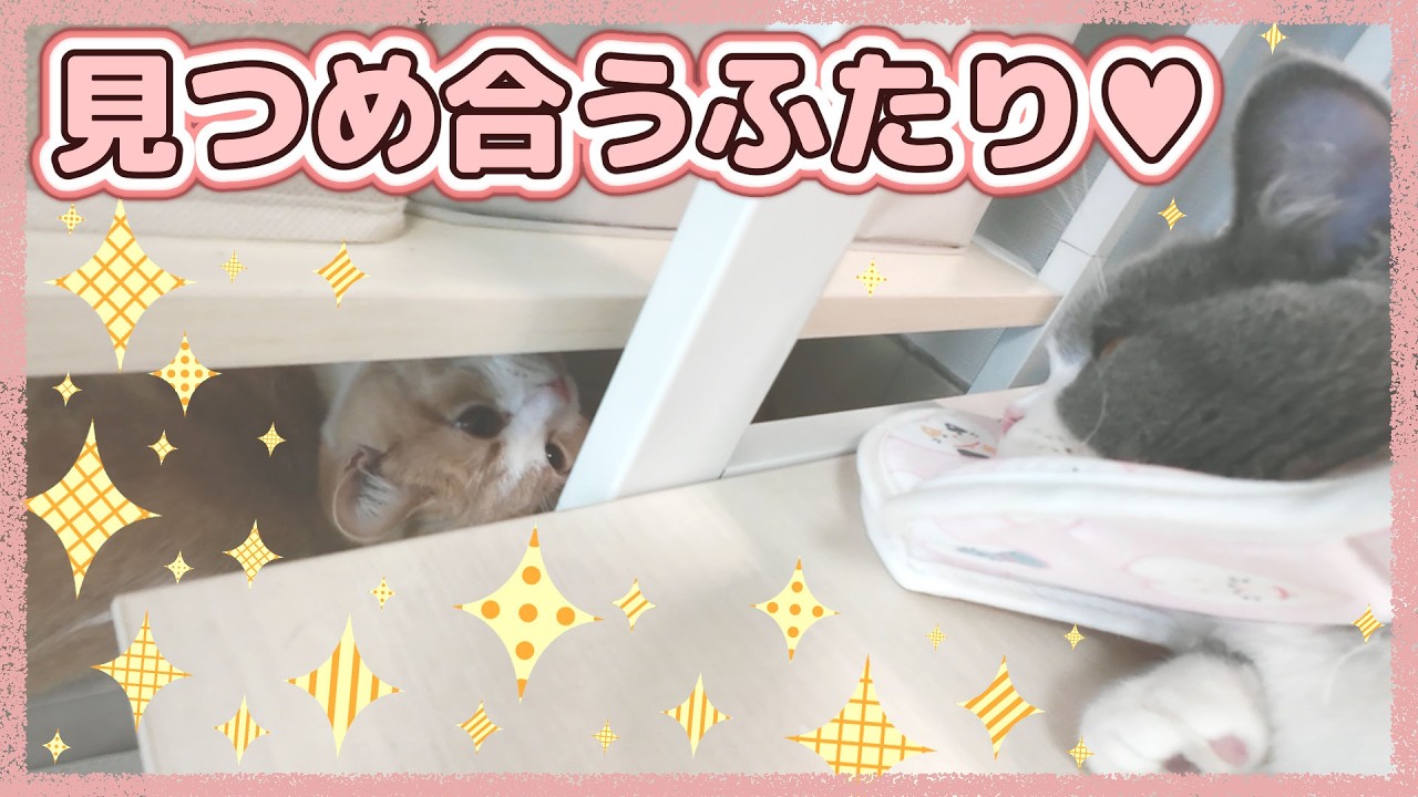 デスクまわり猫たちが集まる平和な日常