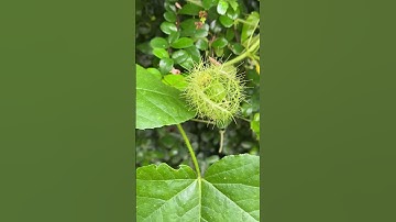 CÂY LẠC TIÊN “NHÃN LỒNG”CHỮA MẤT NGỦ..!!!