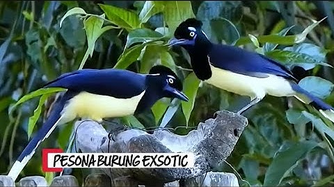 PESONA BURUNG EXSOTIC DI KANDANG AVIARY
