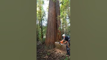 The brave and skilled worker is cutting a big tree #skilledworkers #treecutting