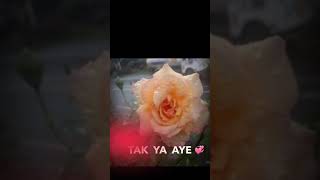 beautiful 💗awesome🌹 Rose 🌹WhatsApp status in your 📲mobile📲 phone by Kinemaster app🎥📸📀 screenshot 1