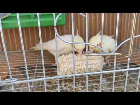 للتبنى عصافير كوكتيل لاتينى عين حمراء