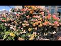 A Lovely Morning Walk in Matsudo, Chiba Prefecture | JAPAN LIVE STREAMS 2026