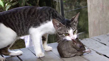 Kann eine Ratte eine Katze töten?