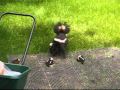 AWE-STRUCK Skunk Removal: mom and babies AWE-STRUCK Skunk Removal: mom and babies