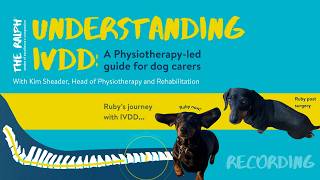Understanding IVDD: A Physiotherapy-Led Guide for Dog Carers Canine Anatomy 101 For Physical Therapists