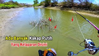 Banyak Ikan Kakap Putih yang Kelaparan disungai ini