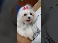 Дед прощается с Монечкой