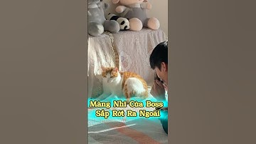 Màng Nhĩ Của Boss Sắp Rớt Ra Ngoài 😱🤣🐾 #thúcưng #vậtnuôi #chómèohàihước #funny #meohera