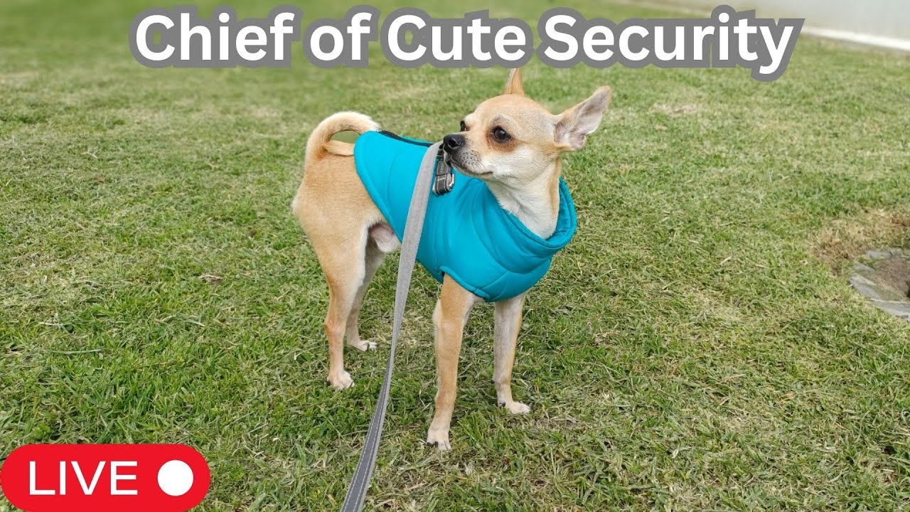 LIVE: Cozy Patron Patrol 💤 |  Relaxing Music | RSA_Patron