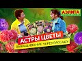 Астры Сорта и Виды. Выращивание Через Рассаду.