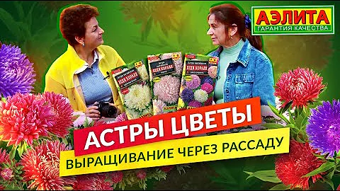 Астры Сорта и Виды. Выращивание Через Рассаду.