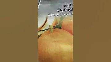 ХИТРОСТЬ: ВЫРАЩИВАНИЕ ДЫНИ И АРБУЗОВ, В ОТКРЫТОМ ГРУНТЕ #лайфхаки