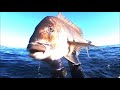 ド迫力の大マダイが出現！頭にモリを打ち込んだら大暴れ！【魚突き】