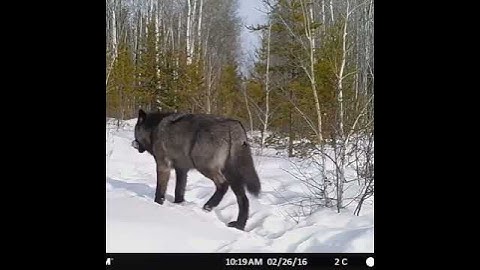 Thumbnail of GIANT 200lb+ 🤨 Timber Wolf Caught on Camera! TRAIL CAMERA | THE OFF GRID HUNTER