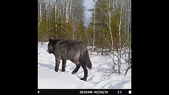 GIANT 200lb+ 🤨 Timber Wolf Caught on Camera! TRAIL CAMERA | THE OFF GRID HUNTER