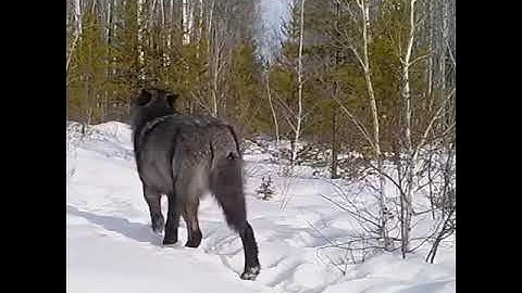 GIANT 200lb+ 🤨 Timber Wolf Caught on Camera! TRAIL CAMERA | THE OFF GRID HUNTER