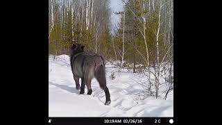 GIANT 200lb+  Timber Wolf Caught on Camera! TRAIL CAMERA | THE OFF GRID HUNTER