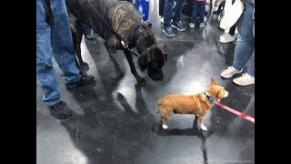 AKC Meet The Breeds by Leonard Rapoport 1,620 views 4 years ago 13 minutes, 26 seconds