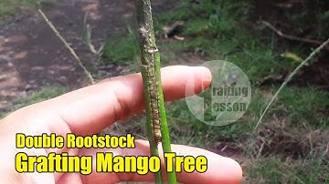 Grafting Mango Tree:  Double Rootstock Grafting Method