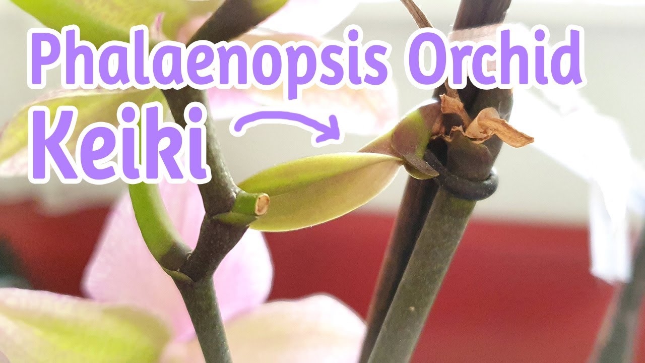 My First Phalaenopsis Orchid Keiki