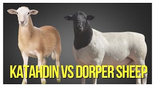 Comparing Katahdin Sheep And Dorper Sheep: Which Breed Is Right For You?