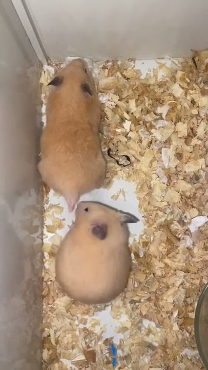 Don't watch hamster xxx ( love romance ) #shorts