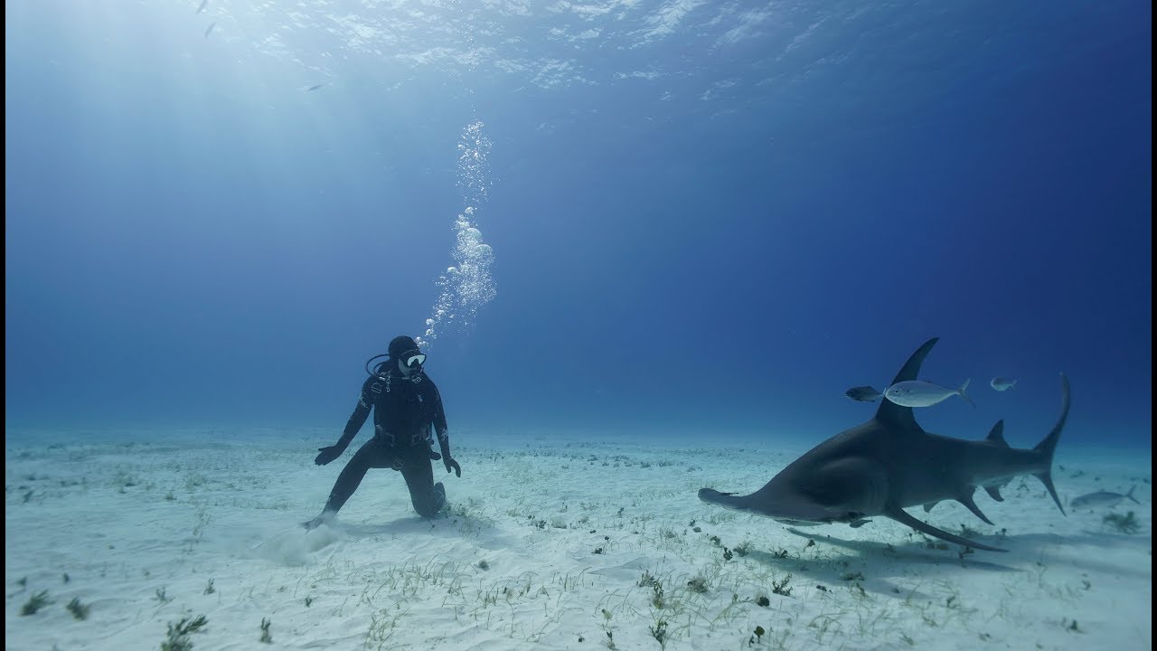 Great Hammerheads Bimini Bahamas YouTube