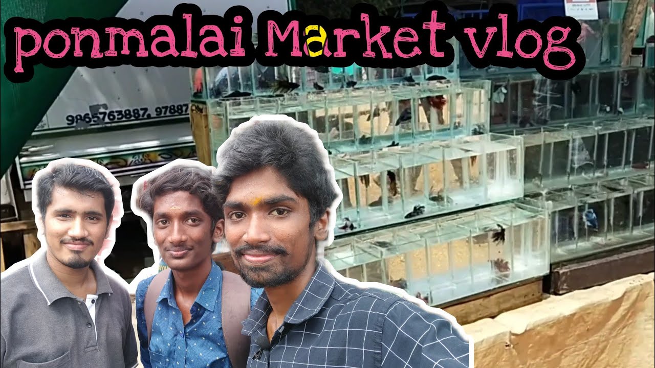 ponmalai Market vlog/Fish market 🐟🐠